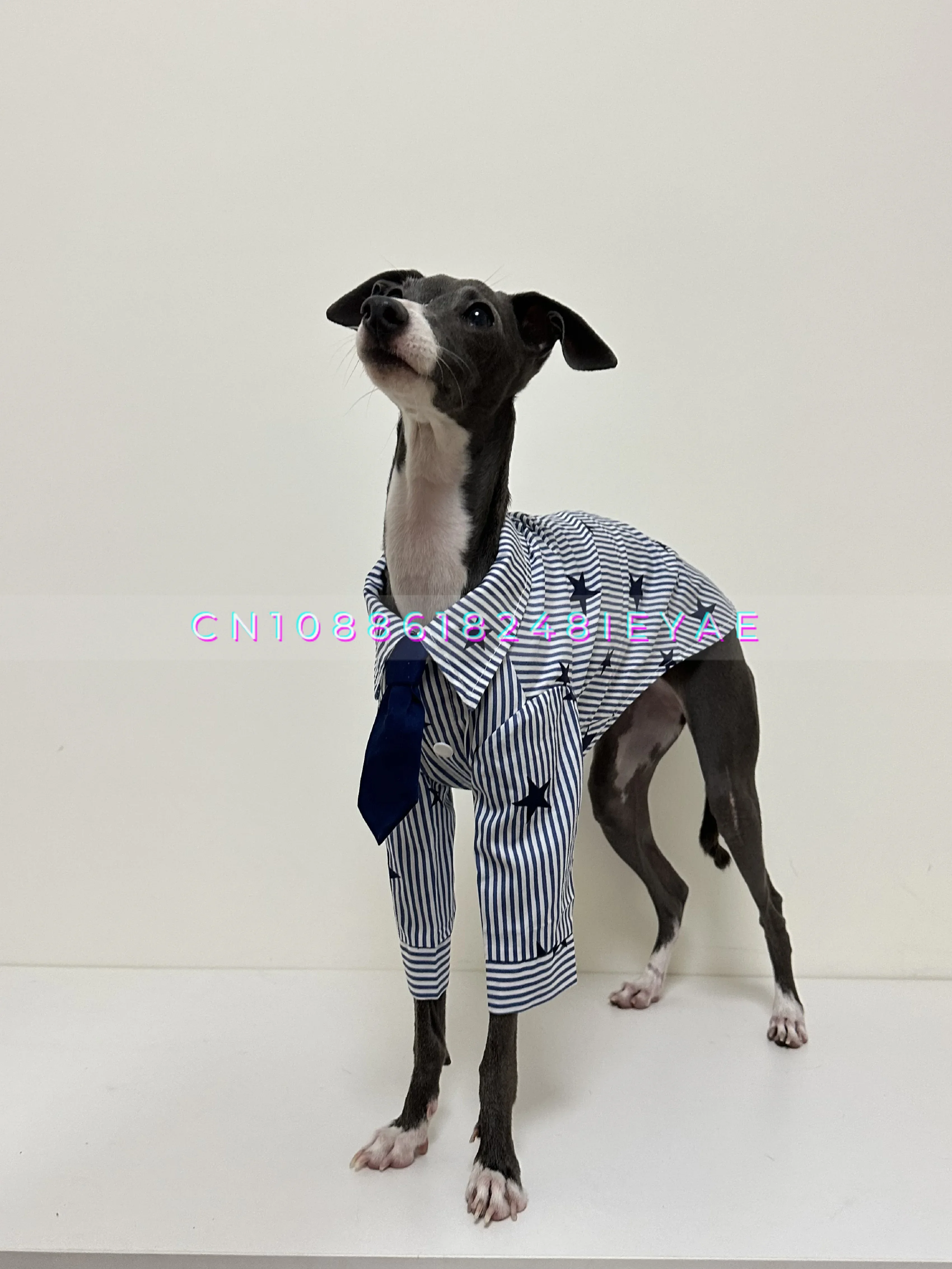 Spring and Autumn Pet Clothes Small Dog Clothes  Bellington Whibit Greyhound Clothes Dogs Accessories  Ropa De Perro