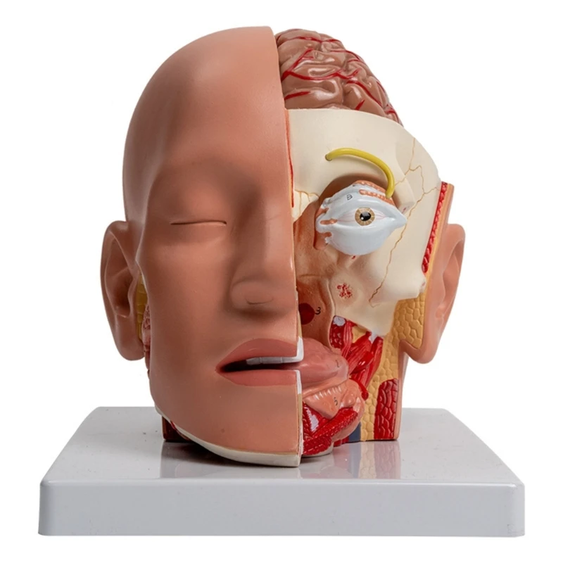 Anatomical Model Shows Cerebellums, Brainstem, Human Model