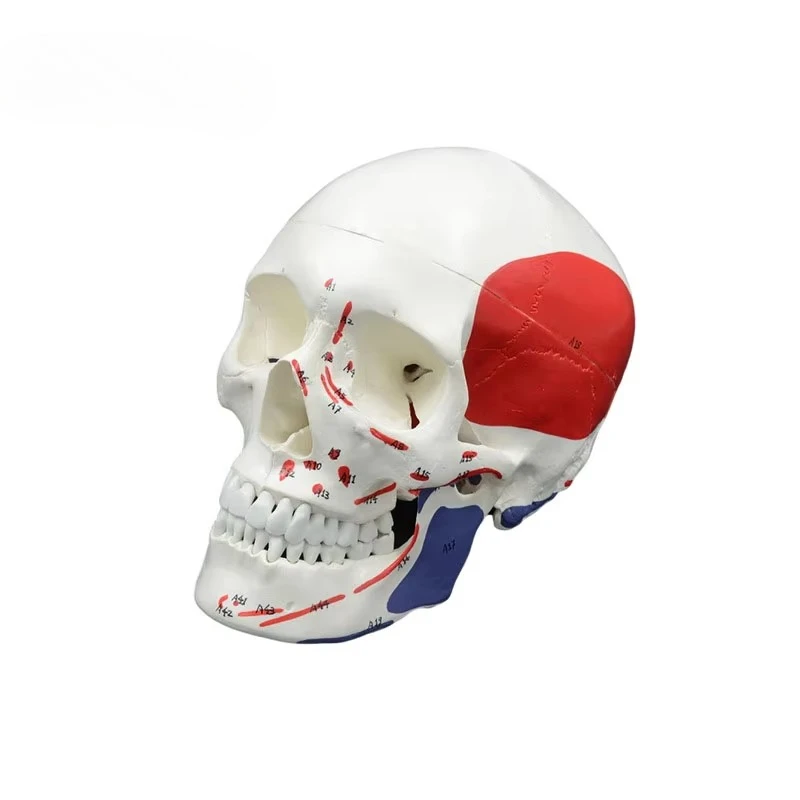 

Color Adult Skull Anatomy Model Anatomical Head Skeleton Model Removable Skull Cap and Articulated Mandible