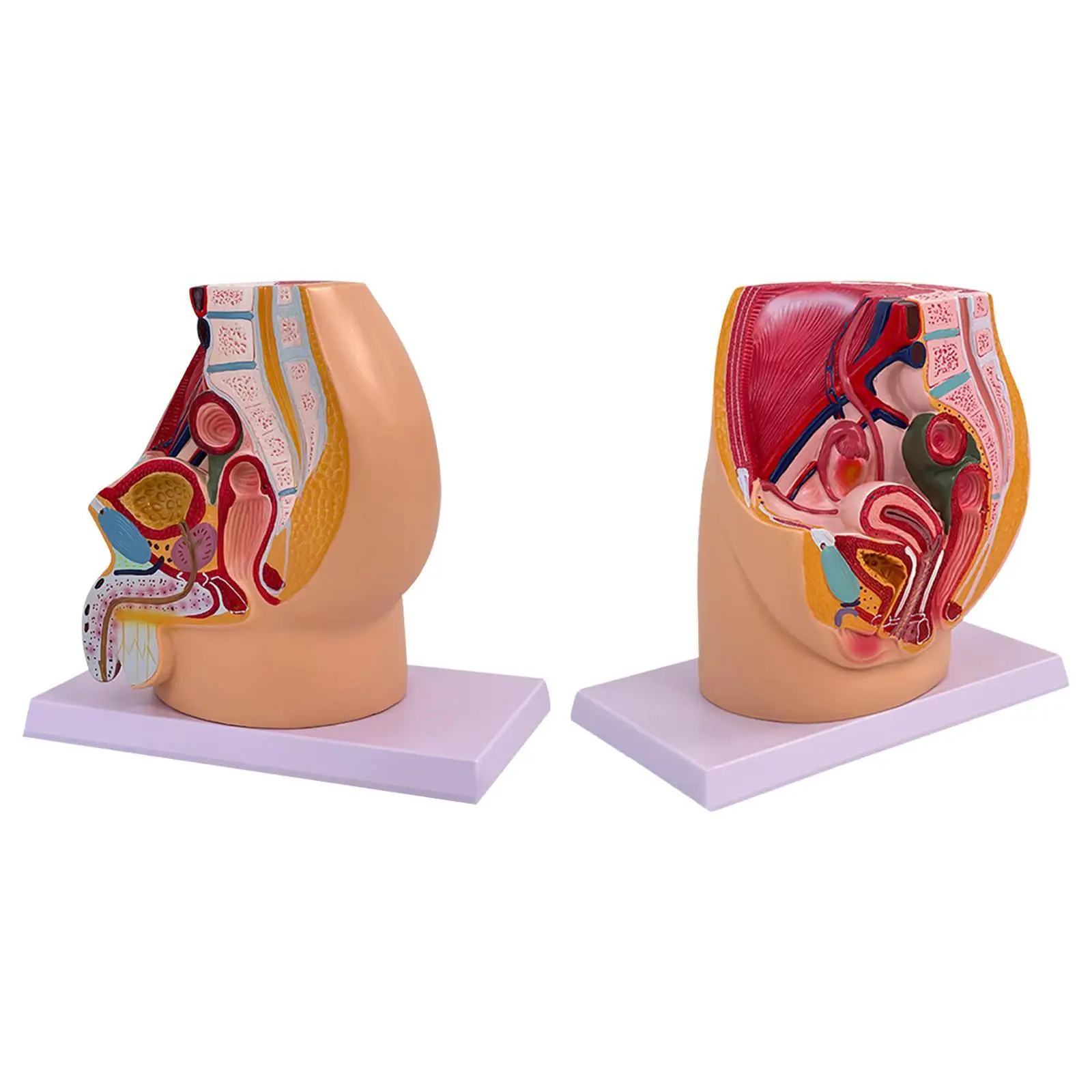 Pelvis Reproductive Anatomy Model Color Labeling High Simulation Research Infirmary Functional Urinary Reproductive System