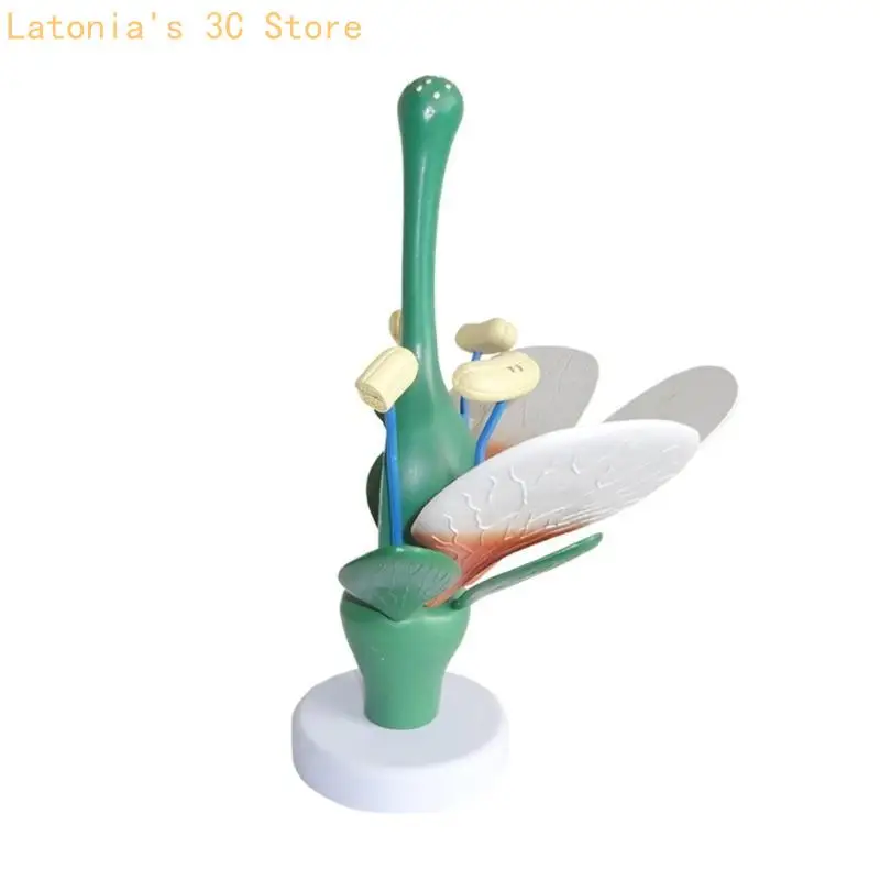 

Realistic Plant Leaves Stamens Anatomy Model Anatomical Flower Stamens Model X3UB