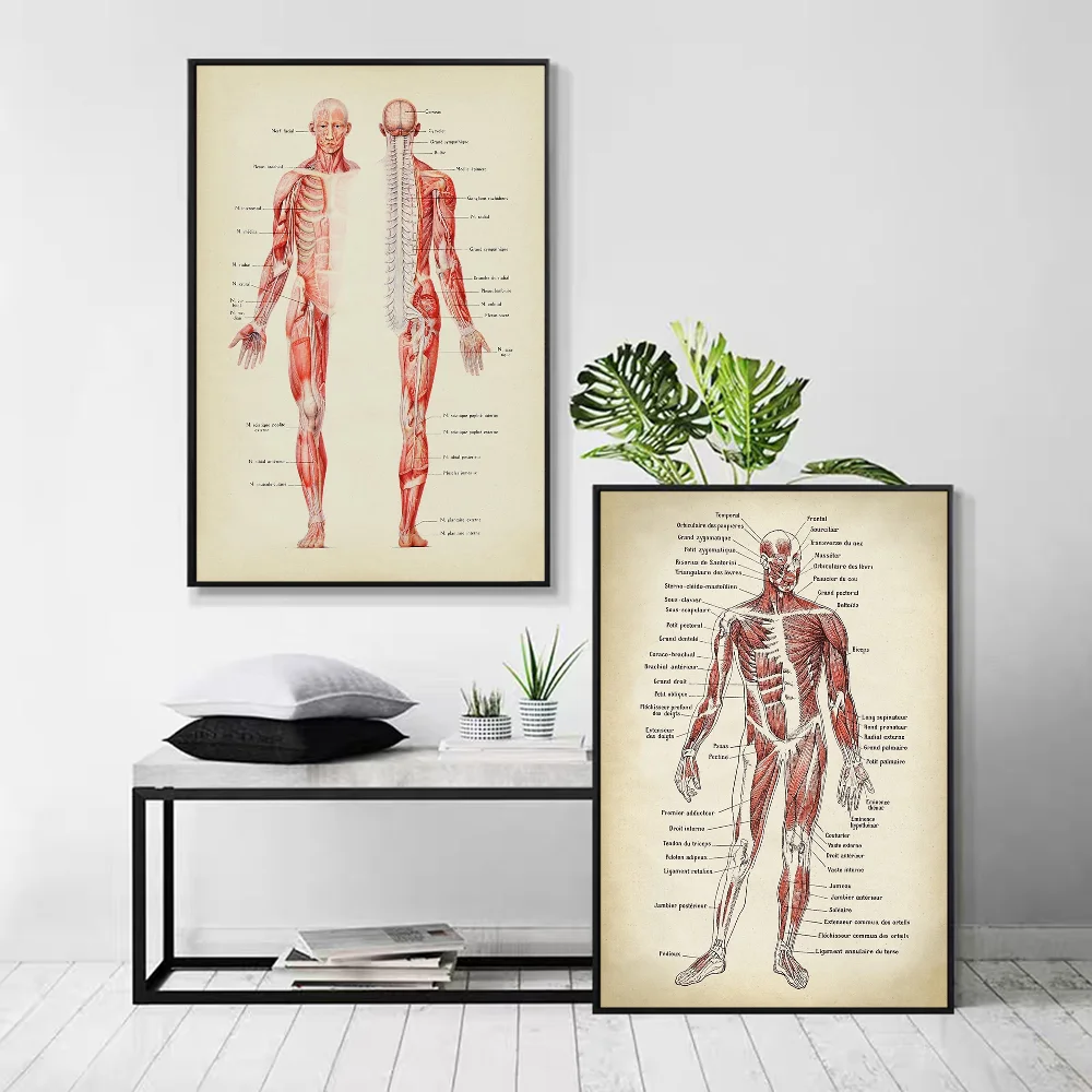 Human Anatomy Muscles System Art DIY Sticky Poster Fancy Wall Sticker for Living Room Bar Decoration Wall Decor