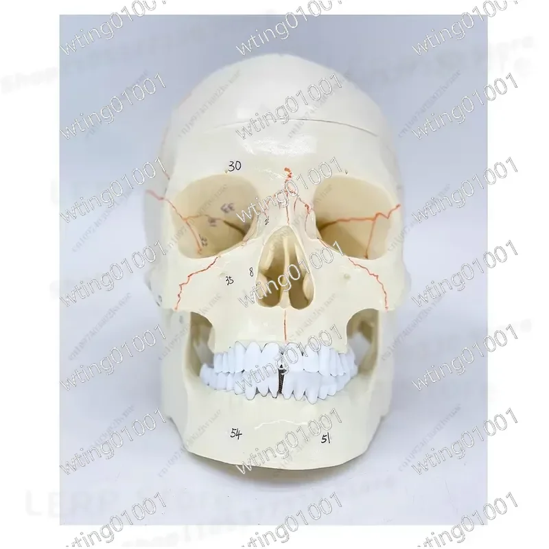 for Human Skull Model 1:1 Scale Removable Brain Anatomy Educational Tool Detailed Cranium Structure Study Aid Medical