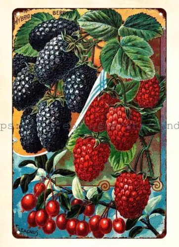 shop wall decor 1898 John Lewis Childs Hybrid Berries Elagnus metal tin sign