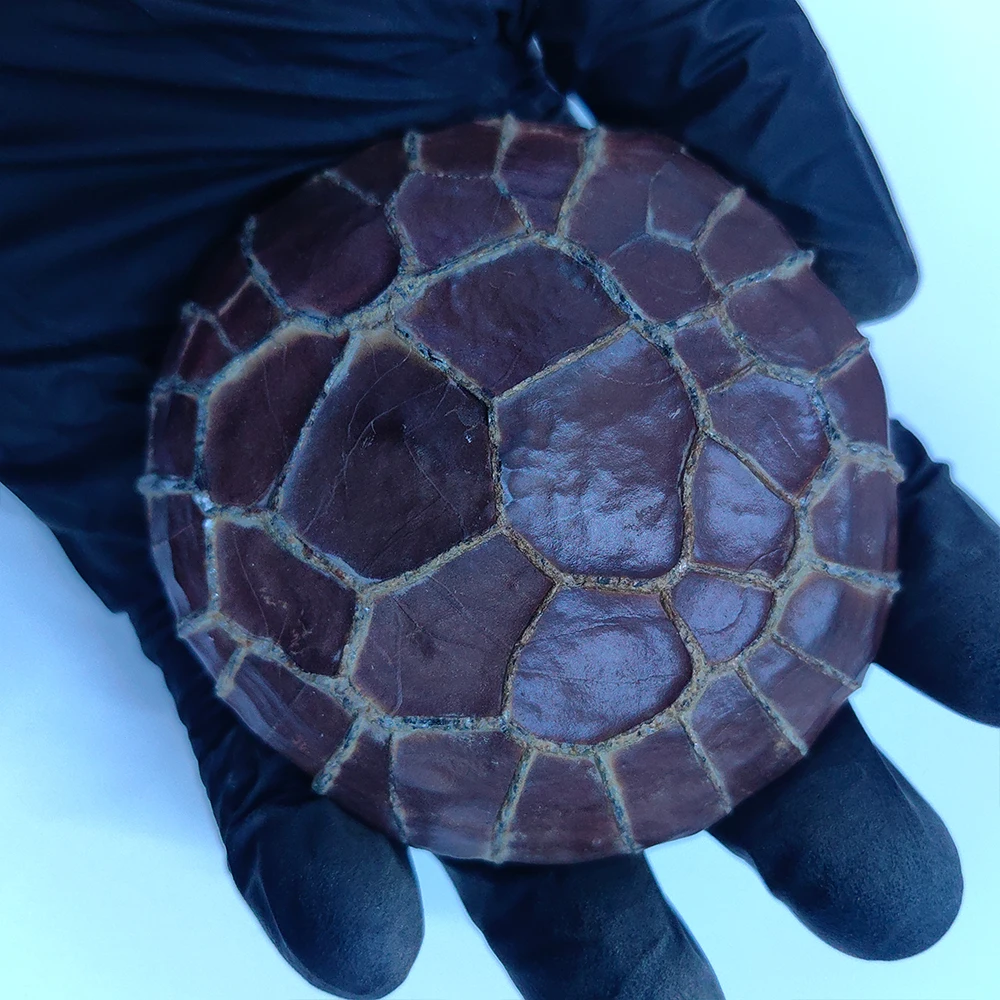 Décoration en pierre naturelle, Cristaux pour la maison, Pierre de roche, Cadeau pour homme, Pierre naturelle asiatique, Décoration de jardin, Pierre de paysage à collectionner