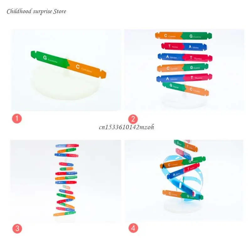 Early Learning Toy Hand-Eye Coordination Interactive 3D Human DNA Structure Toy Dropship