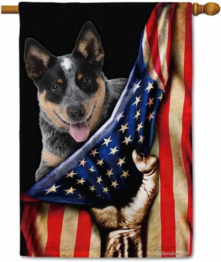 Blue Heeler Puppy H… - image