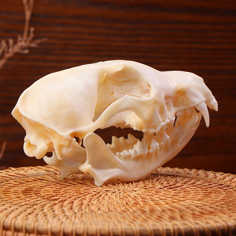 Real Fox Skulls Specimen Academic Study Surprise Gift For Science Education Natural Landscaping Ornaments