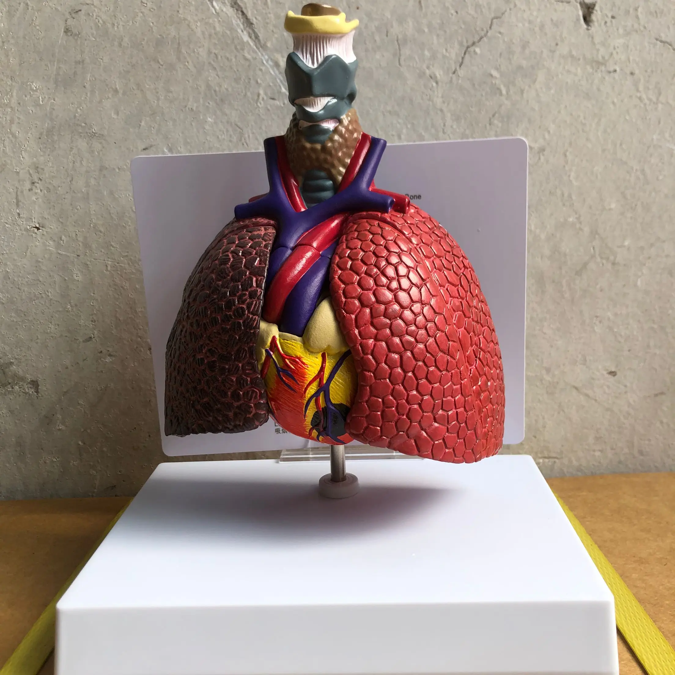 Human heart and throat lung model, medical experimental teaching model, anatomical lung segment lung model