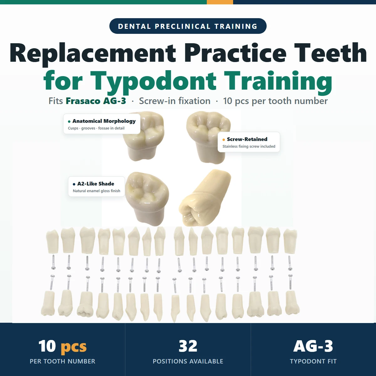 10Pcs Dental Replacement Practice Teeth for Frasaco AG-3 Typodont Screw Retained Hard Resin Model FDI No.11-48 Typodont Teeth