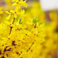 HGLRC Petrel 85Whoop Ultra-light Indoor Frame for FPV Freestyle 75mm Tinywhoop 1S 2S Drones DIY Parts