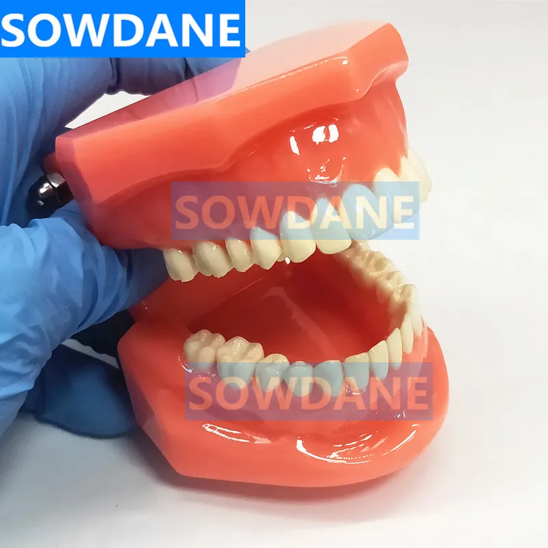 

1 Piece Red Dental Tooth Model 1:1 Times for Adult Teeth Orthodontic Model for Patient Communication Dental Study Clinic Model