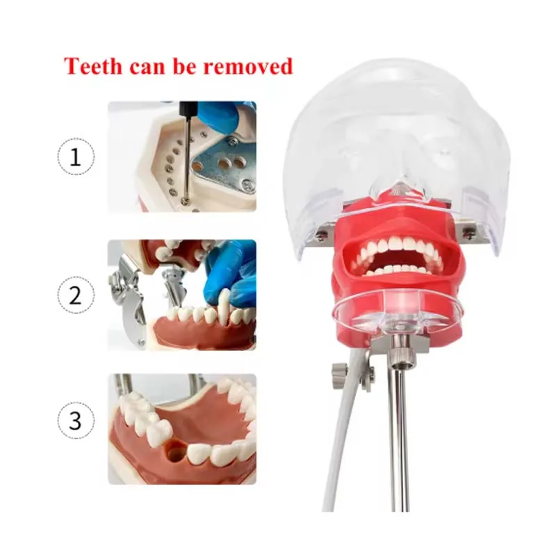 Dental Head Model Simulator Manikin Phantom With New Style Bench Mount Dental Models Dentist Teaching Get 28Pcs Teeth for Free