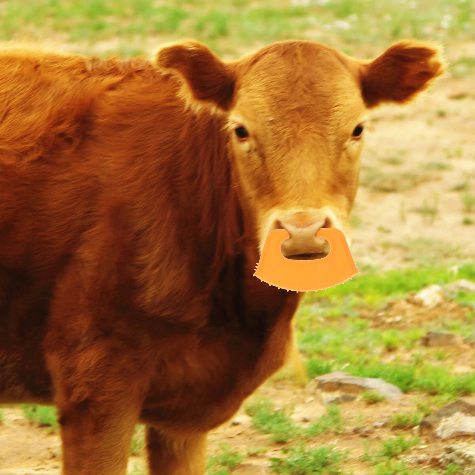 

5Pcs Cow Nose Thorn Calf Weaner Durable Plastic Cattle Weaning Tool Stop Milking Prevent Licking Stress Relief