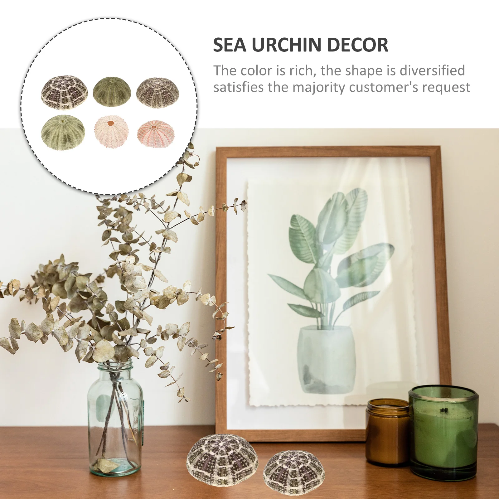 

6Pcs Sea Urchin Shell Air Plant Holders Natural Planters Home DIY Craft Supplies Decoration Sea Urchin Decor Air Plant Pot