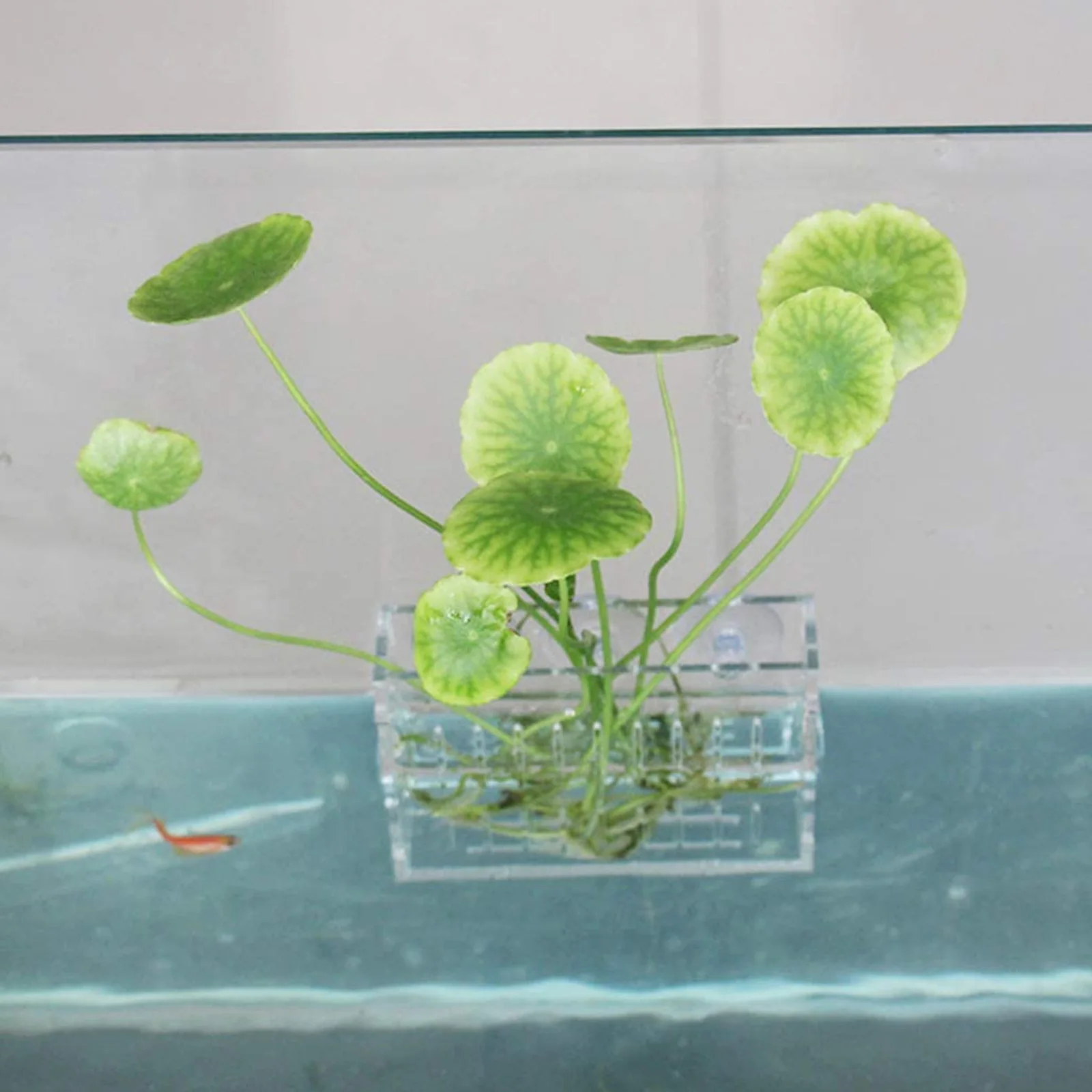 

Aquatic Plant Cup Acrylic Clear Durable Suction Cup Fish Tank Landscape Holder for Freshwater Saltwater Aquarium