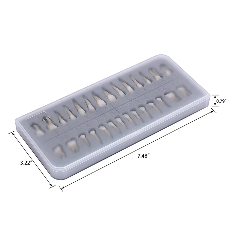 28 Stuks Tandmodel 1:1 Permanente Tanden Model Hars Tand Demonstratie Tandonderwijs Leren Studie Gemakkelijk Te Gebruiken