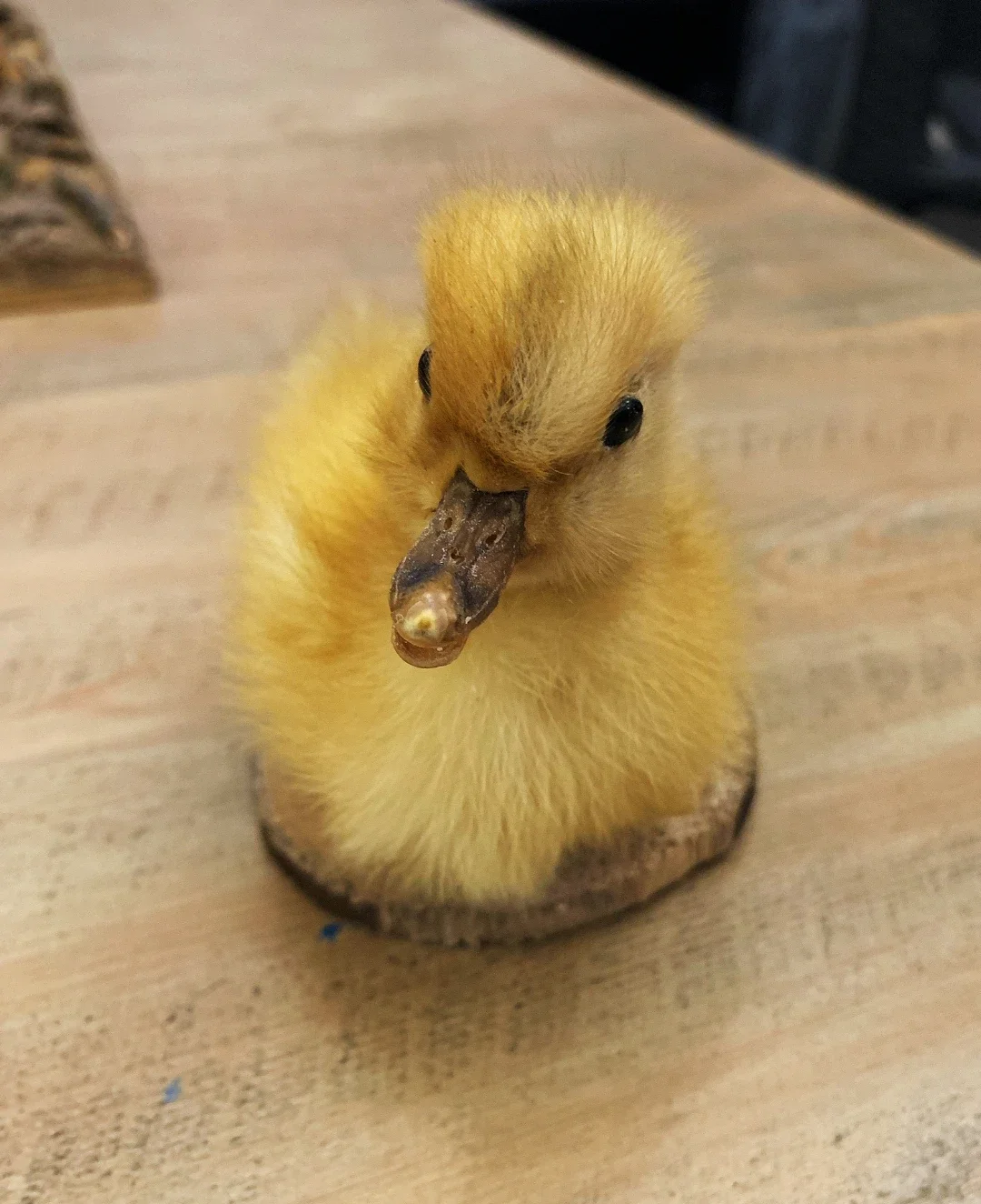 Real Little Duck Taxidermy Stuffed Eurasian Chicken/duck Specimen Teaching/decoration