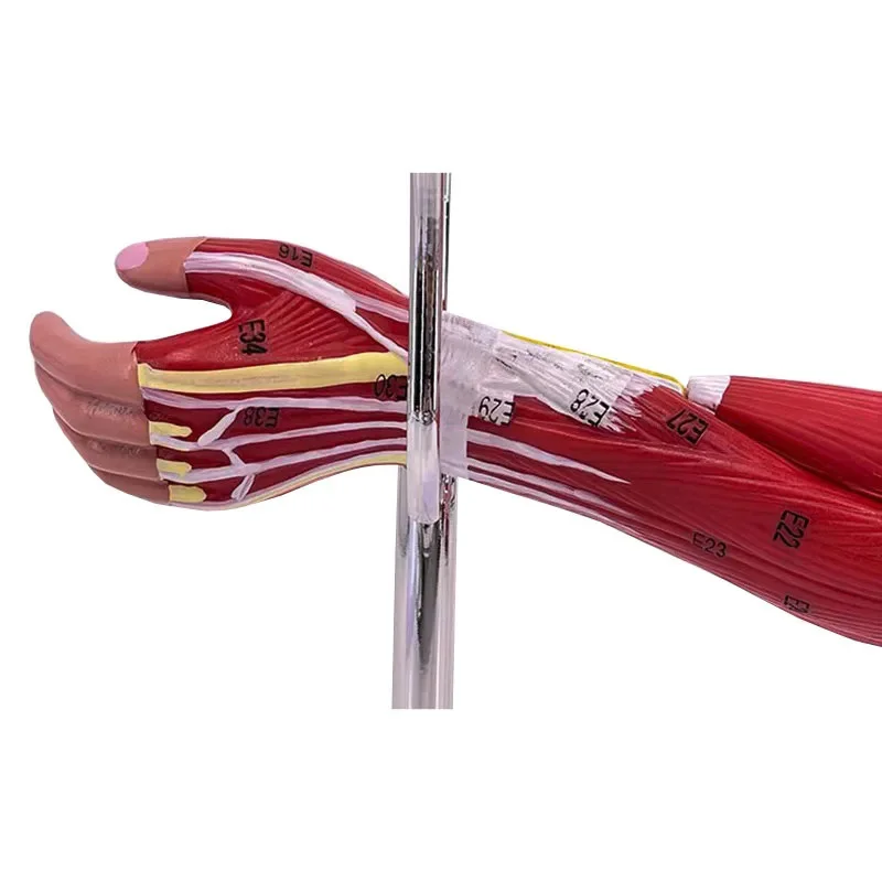 Anatomy Human Upper Limb Arm Muscle Anatomical Model with Arteries & Nerves, Neurovascular Forearm Teaching Aid on Base Stand
