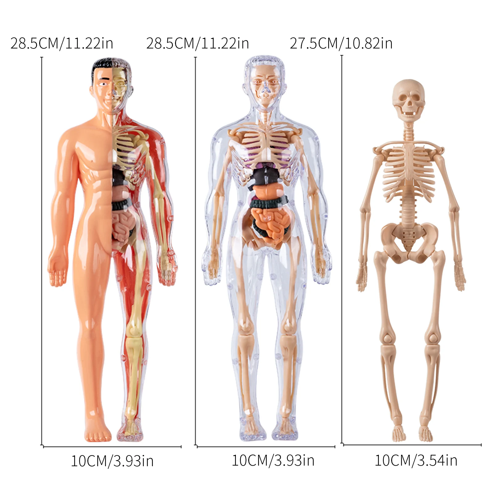 Juguetes de órganos humanos, simulación de modelo de esqueleto humano desmontable, ensamblaje médico, estructura de maletero, juguetes educativos viscerales