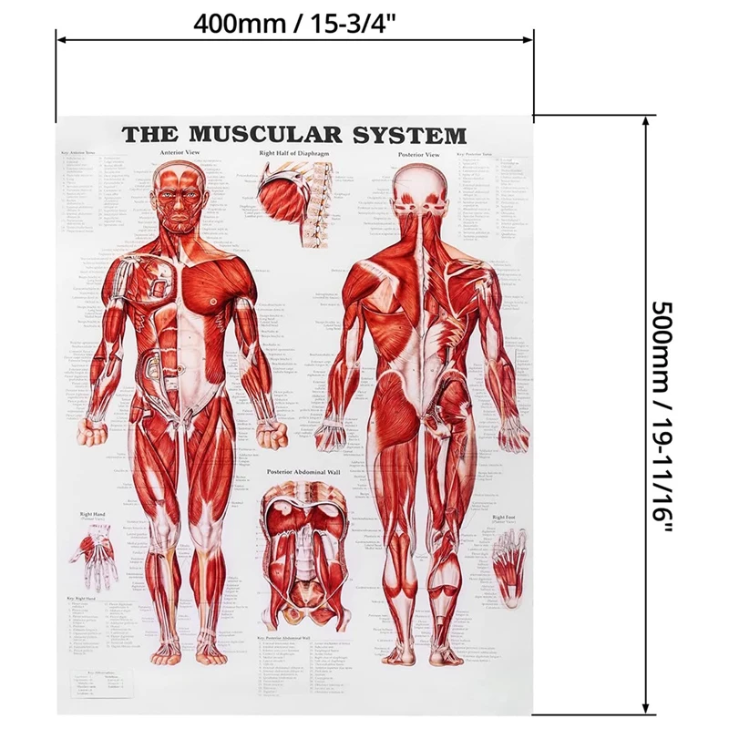 Cartaz de anatomia cerebral, gráfico de cérebro humano laminado de 2 pacotes, guia de referência rápida de medicamentos, humano