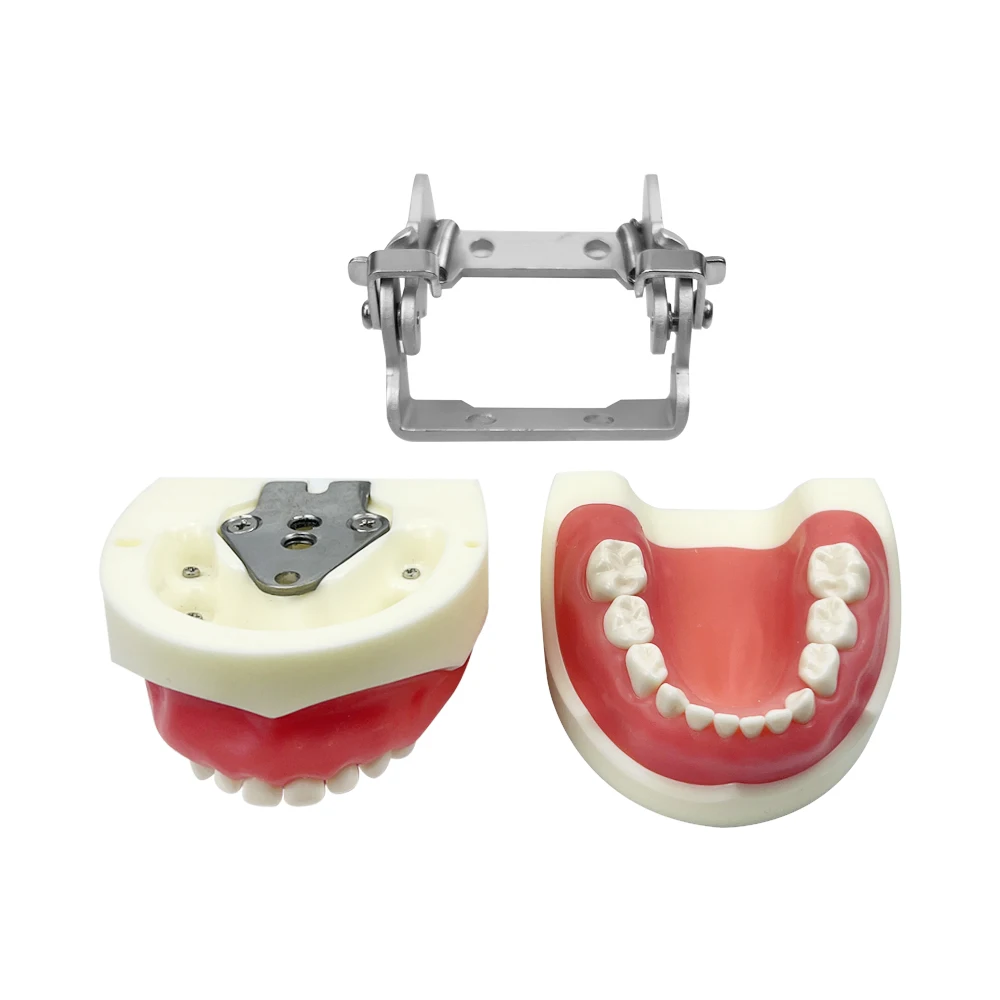 

Dental Kid Child Teeth Model With 24pcs Removable Resin Teeth Practice Teaching Gum Teeth Jaw Model Dentistry Demonstration Tool