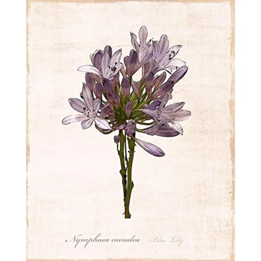 

Posterazzi PDX41043LARGE Sketchbook Lily Photo Print 24 x 36 Multi