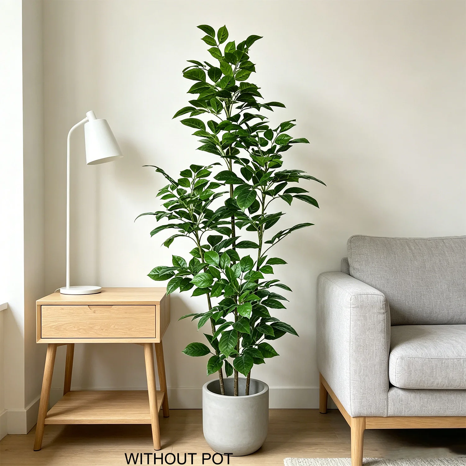 105-240cm/7.8ft Cabang Pohon H - Ficus Lyrata Tree ulasan dan harga