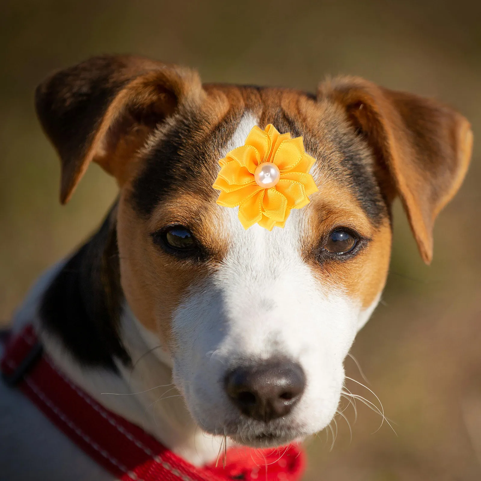 

20 Pcs Pet Flower Hair Ties Dog Collar Flowers Accessories Portable Kitten Puppy Decorative Cat Dog Hair Tie Multi Occasion Use