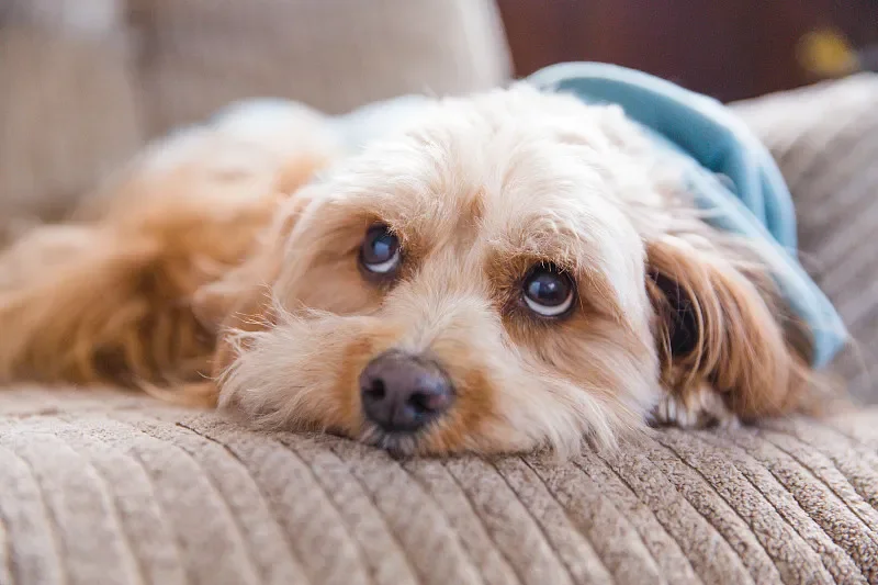 

Flywoo GOKU GN405 Nano HD 20A Stack V3 — TXCO ELRS 2,4g, Plug-and-Play для O4/O4 Pro