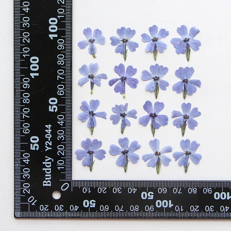 120pcs Pressed Dried Phlox drummondii Hook Flower Herbarium Resin Epoxy Jewelry Card Bookmark Frame Phone Case Face Makeup Lamp