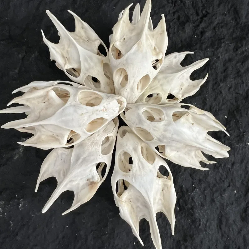 

Wholesale 1-100 PCS Taxidermy Real Animal Skulls/ Real Animal Exfoliate Specimen/ Real Bone Decoration