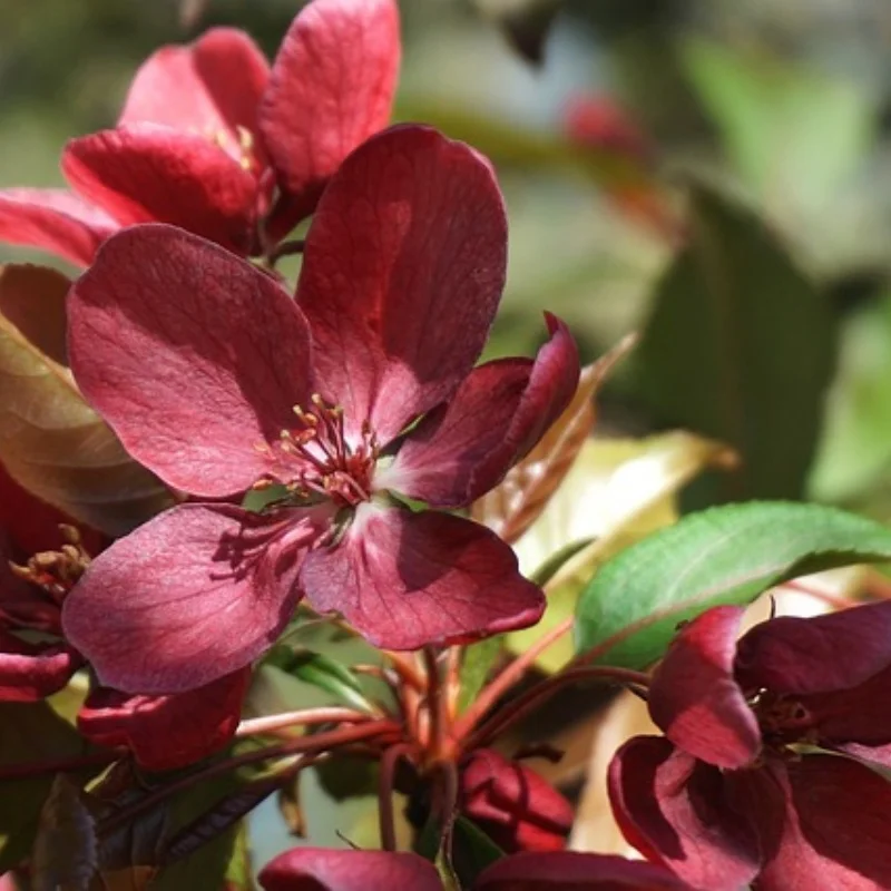 Brazo de suspensión inferior delantero, 2 uds., para Trxs 1/10 4-TEC Drift Mustang 10535 |   Piezas de actualización duraderas |   Fácil instalación