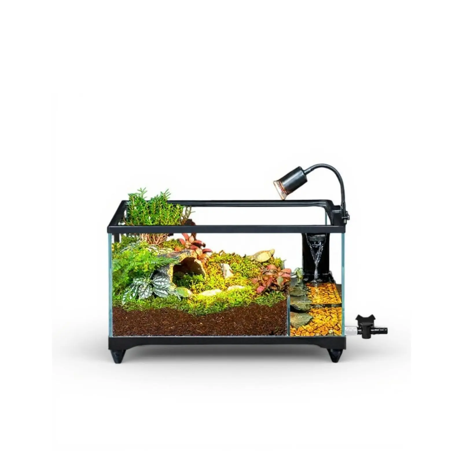 Clear Glass Turtle …