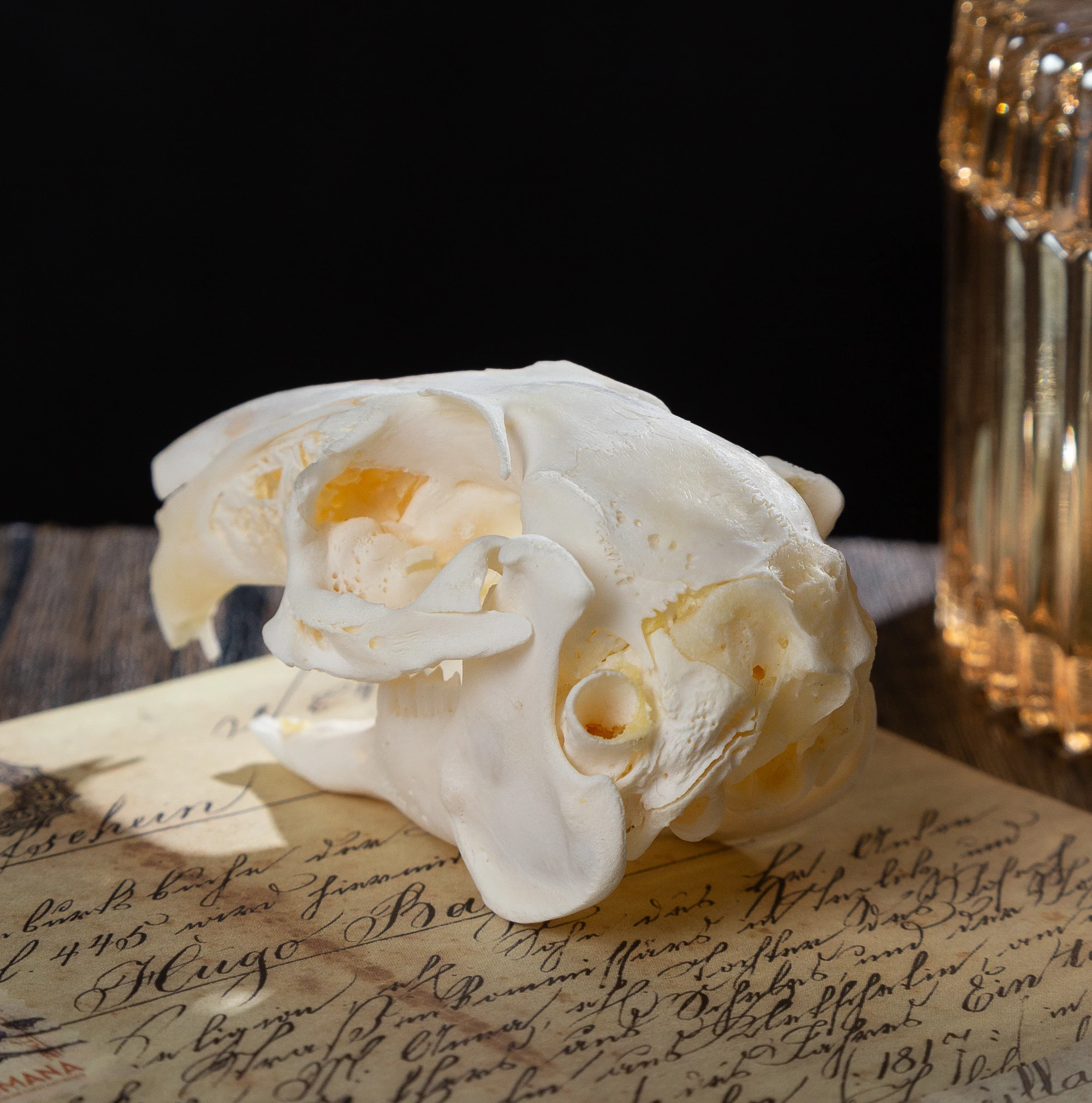 1/2/5/10 Real Skull Crafts Rabbit Skull For DIY Decorative Collection Educational Taxidermy Teaching Model Show