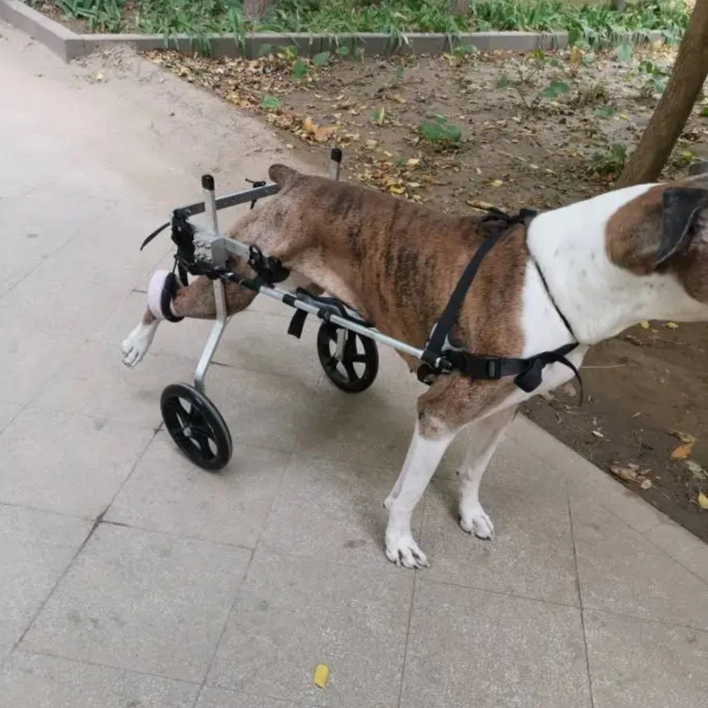 Medium Large Dog Wheelchair Pet Wheelchair Rear Limb Rehabilitation Training Aralysis Disabled Auxiliary Rear Leg Bracket Scoote