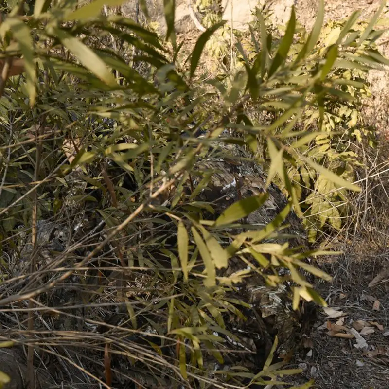 في الهواء الطلق غيلي دعوى التمويه الملابس الغابة دعوى CS التدريب يترك الملابس الصيد دعوى السراويل مقنعين سترة الرجال النساء الاطفال #4