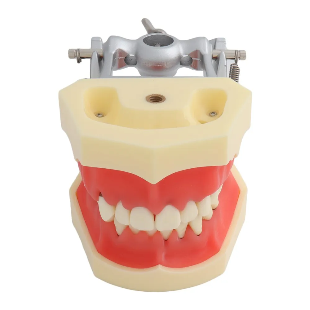 Dental Model Periodontal Model Teeth Model Teaching Demonstration Tooth Model Removable 27 pcs Tooth ADC Style