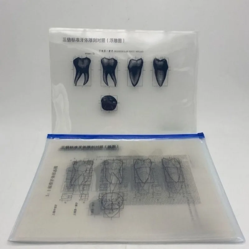 11sheets Dental Oral Teaching Three Times Standard Dental Carving Comparison Transparent Image Dental Relief Image Line Image