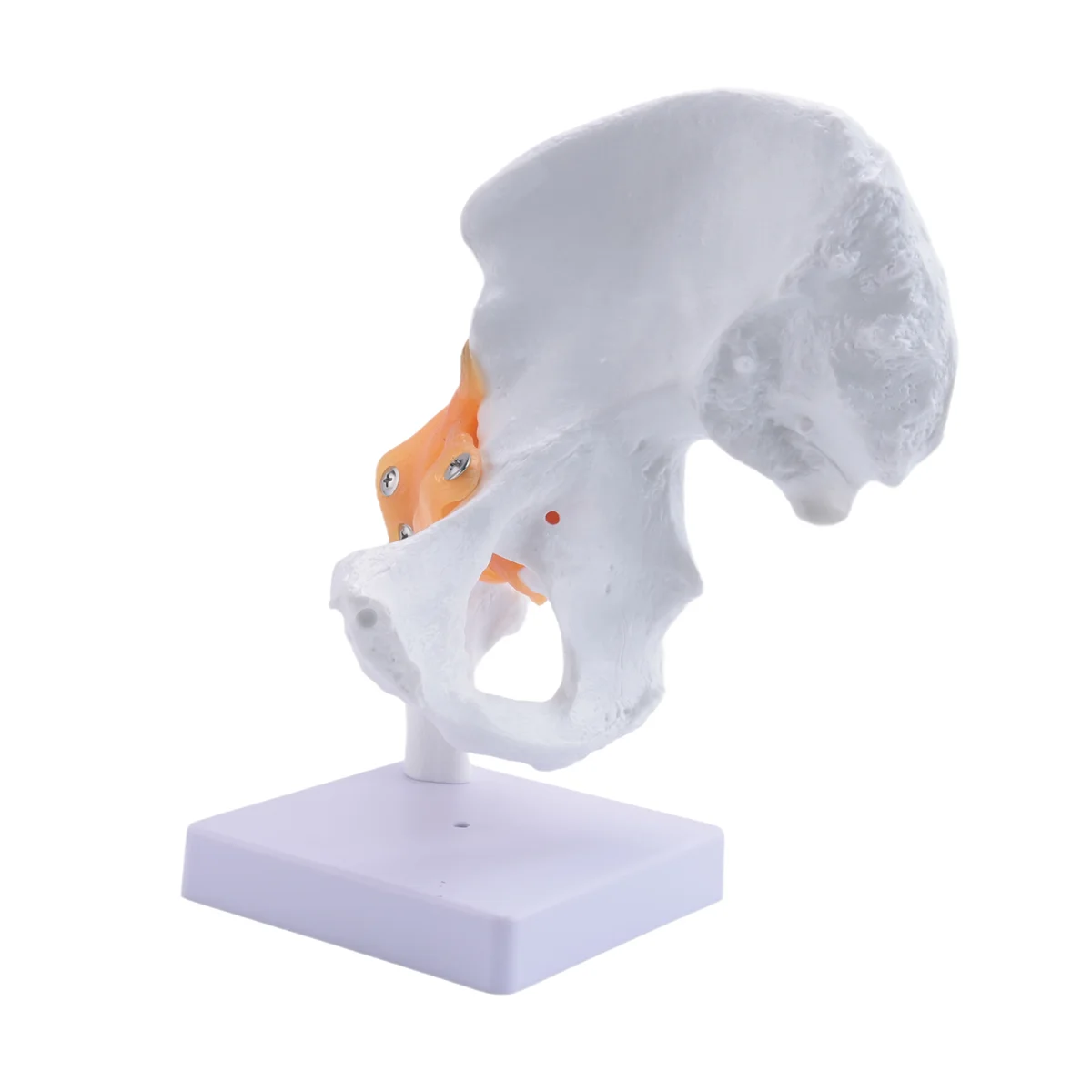 Gfc-Life ขนาดกายวิภาคสะโพกร่วมรุ่นโครงกระดูกมนุษย์ Anatomy การออกกําลังกายกระดูกกระดูกปวดทรัพยากรการสอน