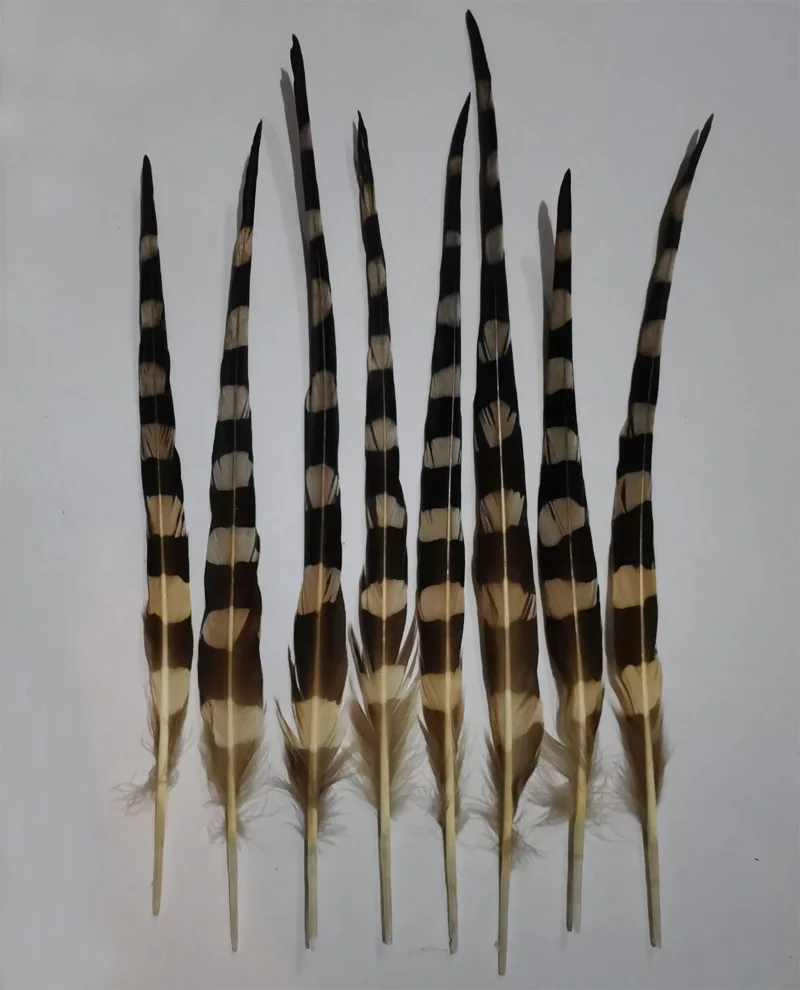 

10Pcs/50Pcs 6-8" 15-20cm Rare Natural Colour Pheasant Feathers for DIY Headdress Accessories Clothing Decorations