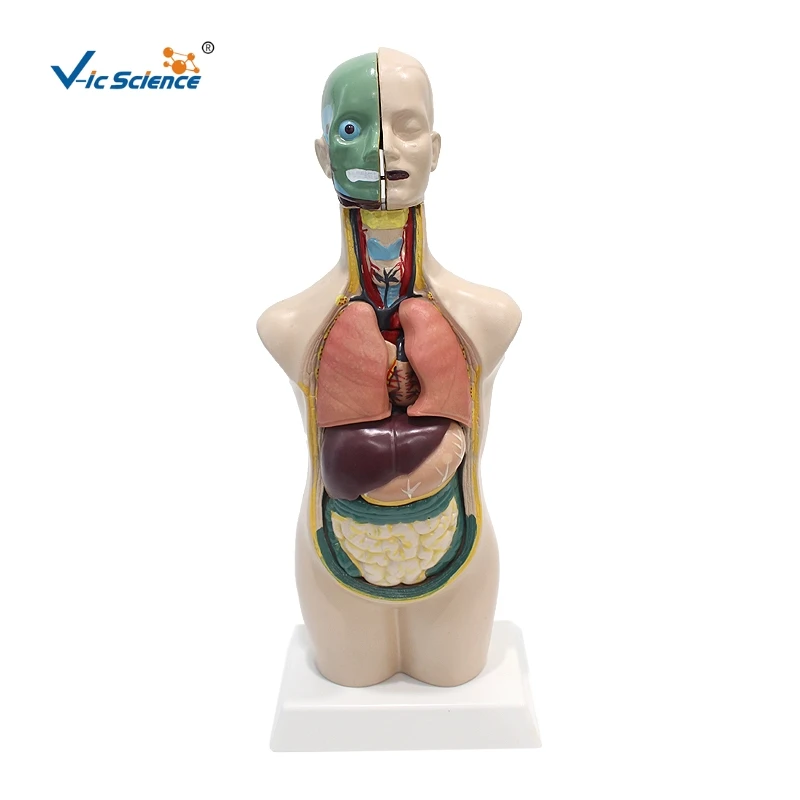 Adolescent Asexual Torso Anatomy Medical Model 45cm