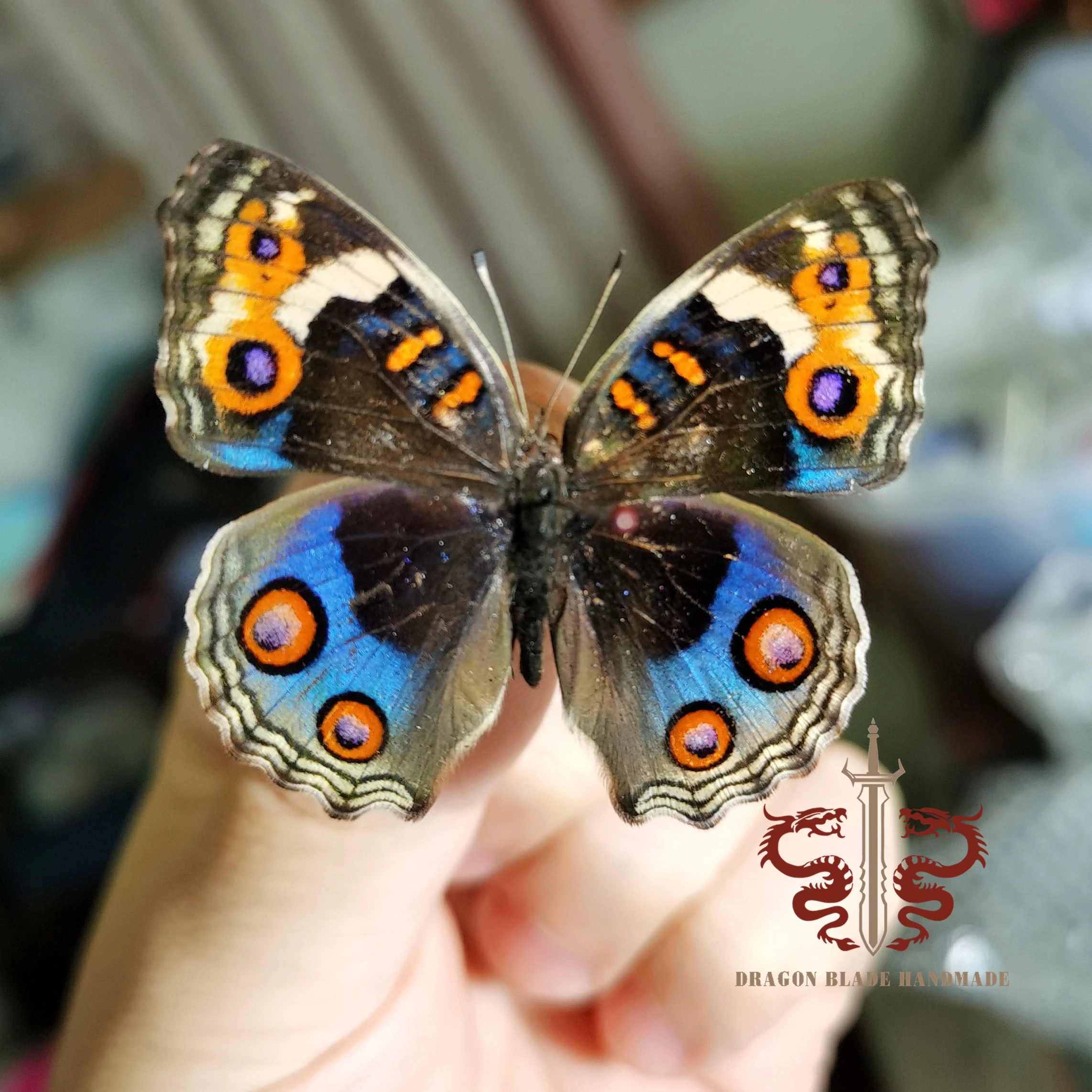 Butterfly ornament Junonia orithya, 1pc wings spread A1/A- high quality, Decorative Display Collection Gifts