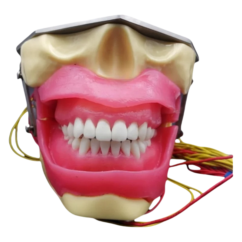 

YTYIN Tooth Extraction Practice Model Model Soft Gum With Buzzer