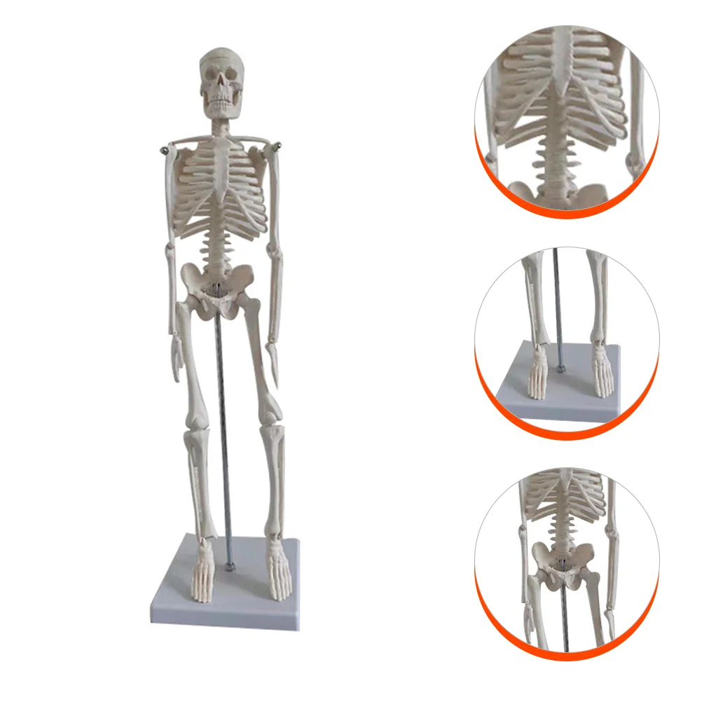 

Human Model Simulation Bone Halloween Decoration Giant Aids Medical for Display Detachable PVC Skeletal System