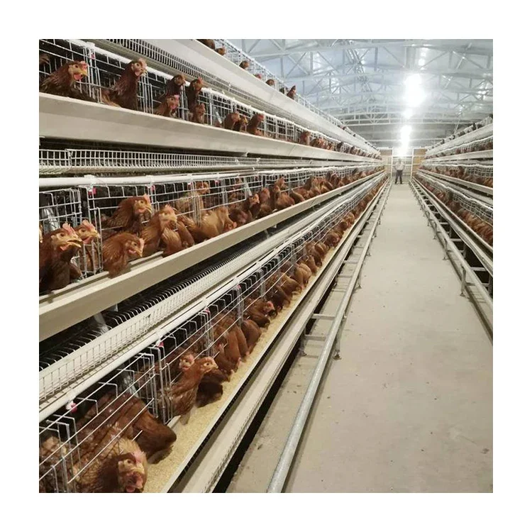 Type A 3-Layer Cages Galvanized Chicken Wire Cages Layer Cages Are Used In Chicken Farms