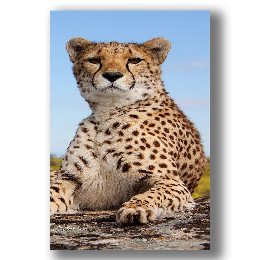 003 Cheetah (2) Animal Insect Beast Silk Cloth Wall Poster Art Home Decoration Gift
