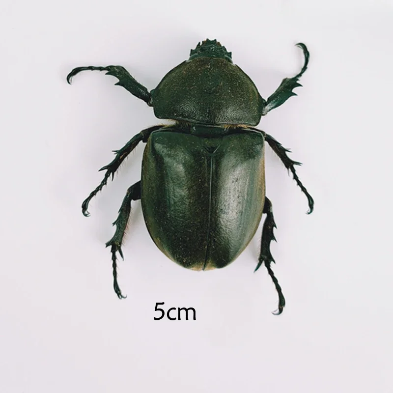 3PCS Real Insect Specimen Beetle Scarabaeidae Student Observation Teaching Handicraft Collection Gift Home Decoration Taxidermy