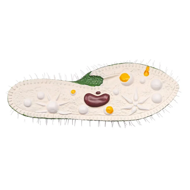 Paramecium model junior and high school biology classroom teaching model research display model