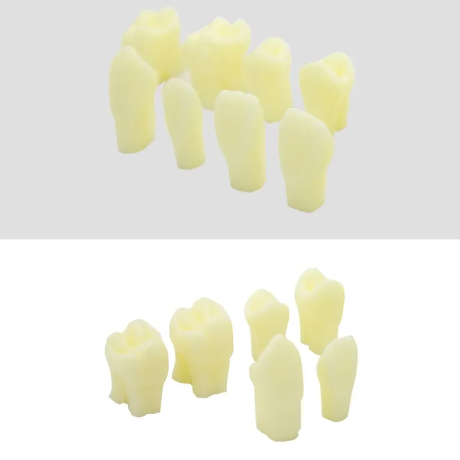 standard carved tooth model Oral dentals materials doctor-patient communication teeth model 28pcs